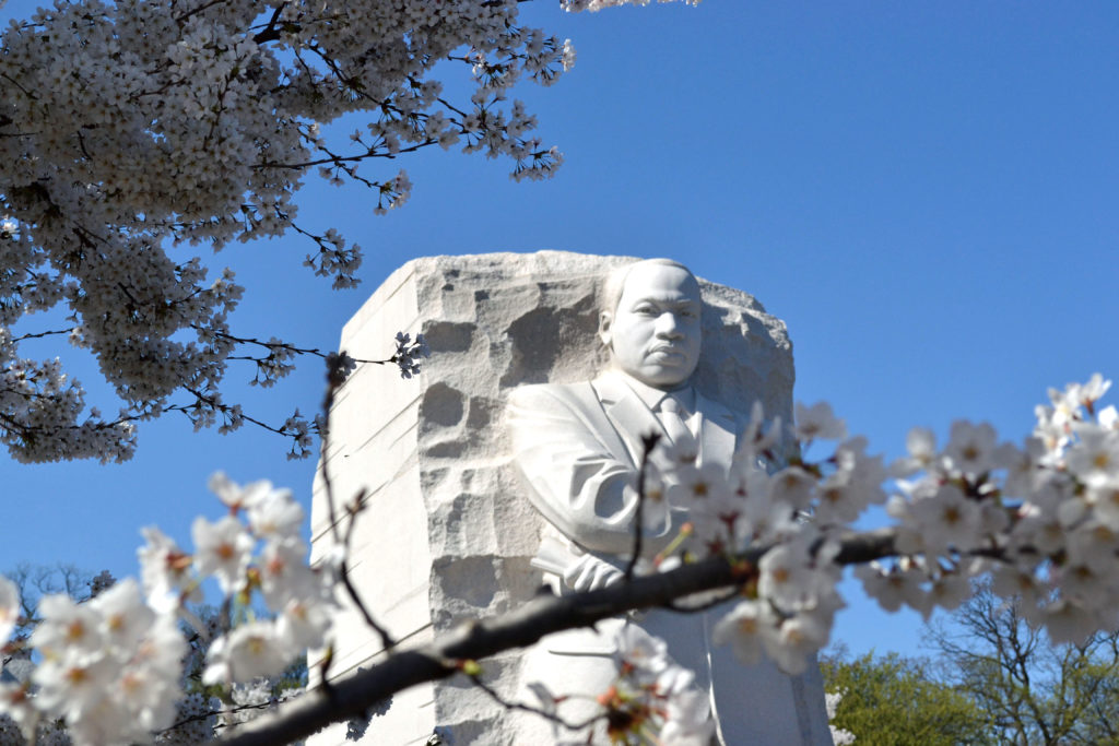 Cherry Blossoms & MLK