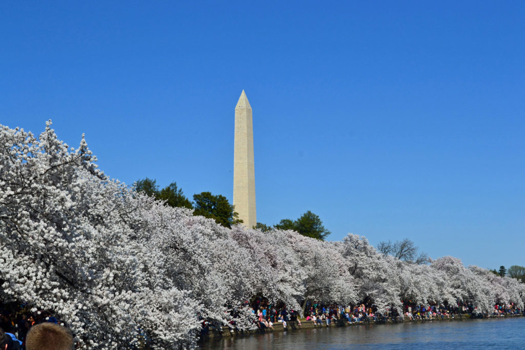 Cherry Blossoms and Wash Monument