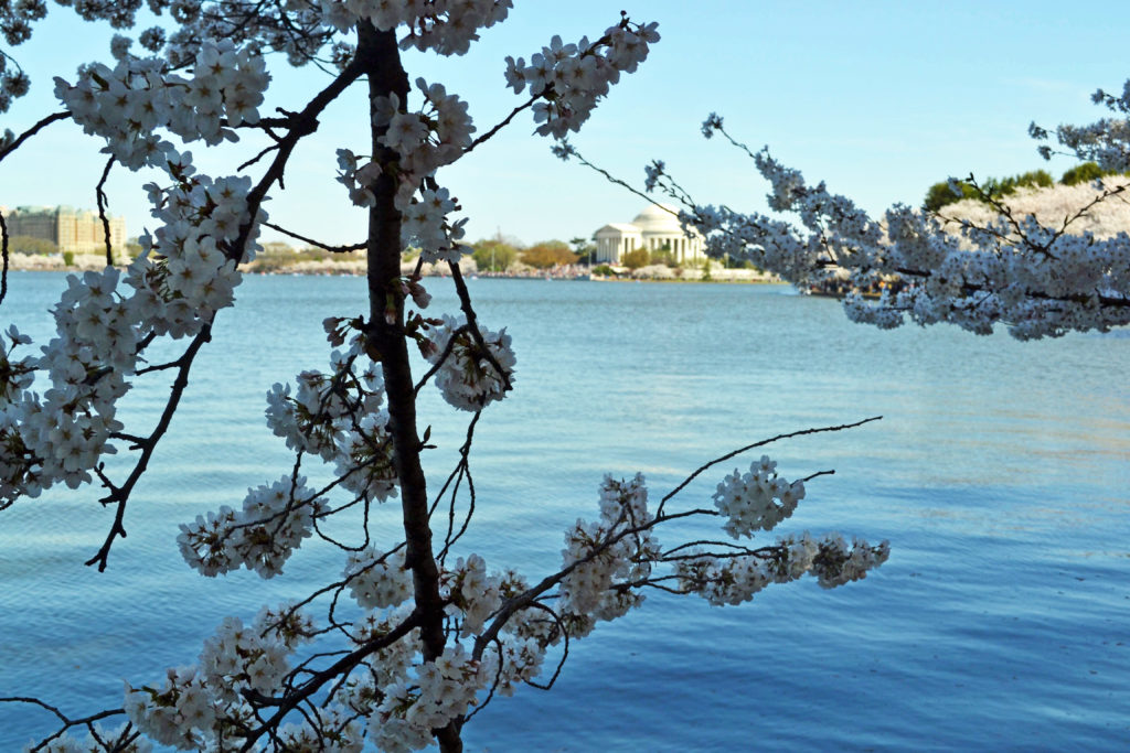 Cherry Blossoms - Jefferson