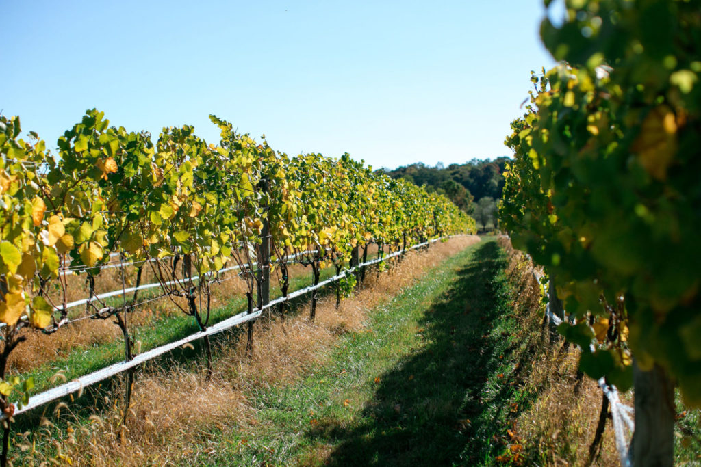 Virginia Wine - the vineyard